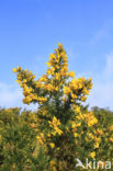 Gaspeldoorn (Ulex europaeus)