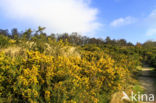 Gaspeldoorn (Ulex europaeus)