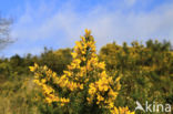 Common Gorse (Ulex europaeus)