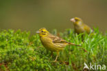 Geelgors (Emberiza citrinella)