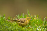 Yellowhammer (Emberiza citrinella)