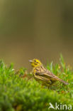 Geelgors (Emberiza citrinella)