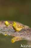 Geelgors (Emberiza citrinella)