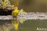 Yellowhammer (Emberiza citrinella)