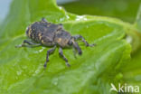 black vine weevil (Otiorhynchus sulcatus)