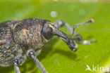 black vine weevil (Otiorhynchus sulcatus)