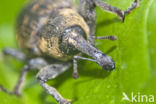 black vine weevil (Otiorhynchus sulcatus)