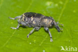 black vine weevil (Otiorhynchus sulcatus)