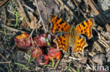 Gehakkelde aurelia (Polygonia c-album)