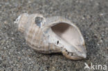 Neptunea despecta