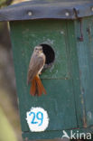 Common Redstart (Phoenicurus phoenicurus)