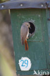 Gekraagde Roodstaart (Phoenicurus phoenicurus)