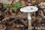 false death cap (Amanita citrina)