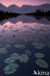 Gele plomp (Nuphar lutea)