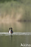 Black-necked Grebe (Podiceps nigricollis)