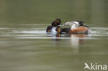 Black-necked Grebe (Podiceps nigricollis)