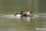 Black-necked Grebe (Podiceps nigricollis)