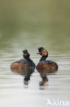 Geoorde Fuut (Podiceps nigricollis)