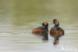 Geoorde Fuut (Podiceps nigricollis)