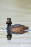 Geoorde Fuut (Podiceps nigricollis)