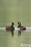 Geoorde Fuut (Podiceps nigricollis)