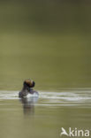 Geoorde Fuut (Podiceps nigricollis)