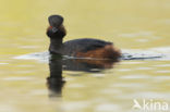 Geoorde Fuut (Podiceps nigricollis)