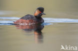 Black-necked Grebe (Podiceps nigricollis)