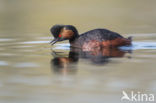 Black-necked Grebe (Podiceps nigricollis)