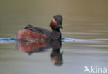 Black-necked Grebe (Podiceps nigricollis)