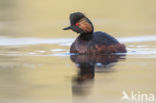 Geoorde Fuut (Podiceps nigricollis)