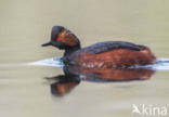 Geoorde Fuut (Podiceps nigricollis)