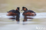 Geoorde Fuut (Podiceps nigricollis)