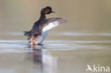 Geoorde Fuut (Podiceps nigricollis)