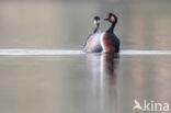 Geoorde Fuut (Podiceps nigricollis)