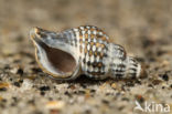 Prickly Spindle-shell (Trophon muricatus)