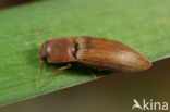 Gestreepte kniptor (Agriotes lineatus)