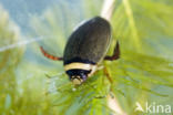 Gestreepte waterroofkever (Graphoderus bilineatus)