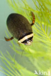 Gestreepte waterroofkever (Graphoderus bilineatus)