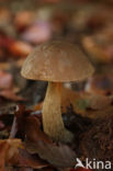 Bronw birch bolete (Leccinum scabrum)