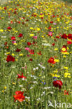 Gewone klaproos (Papaver rhoeas)