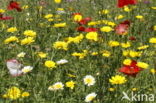 Gewone klaproos (Papaver rhoeas)