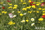 Gewone klaproos (Papaver rhoeas)