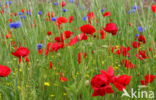 Gewone klaproos (Papaver rhoeas)