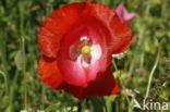 Gewone klaproos (Papaver rhoeas)