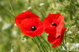 Field Poppy (Papaver rhoeas)