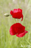 Gewone klaproos (Papaver rhoeas)