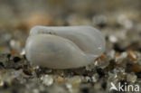 Gewone Oubliehoren (Retusa obtusa)