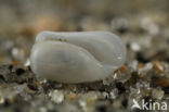Blunt Bubble-shell (Retusa obtusa)