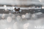 Common Toad (Bufo bufo)